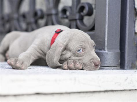 Weimaraner puppies – Dogs Jelena Dog Shows