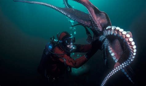 fakta tentang sotong kurita