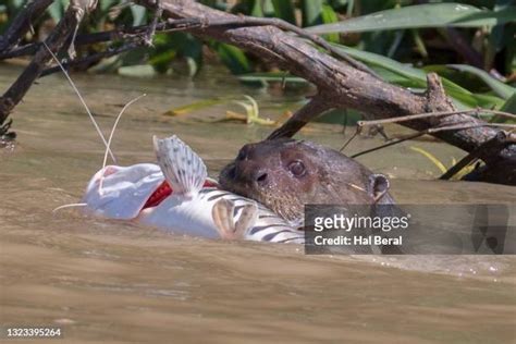 Freshwater Otters Photos and Premium High Res Pictures - Getty Images