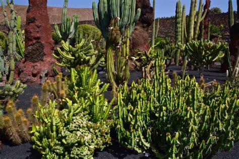 Zdjęcia Lanzarote Wyspy Kanaryjskie Ogród botaniczny HISZPANIA