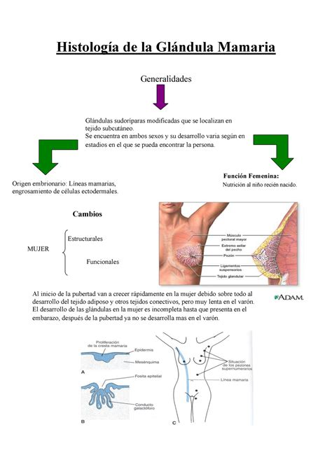 Histologia De La Glandula Mamaria Histolog A De La Gl Ndula Mamaria