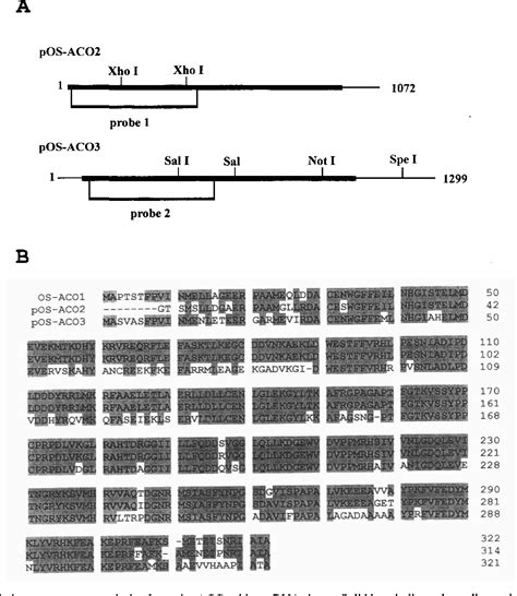 Figure From Hormonal Cross Talk Between Auxin And Ethylene