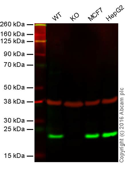 Anti Cdc42 Antibody [m152] Ko Tested Ab41429 Abcam