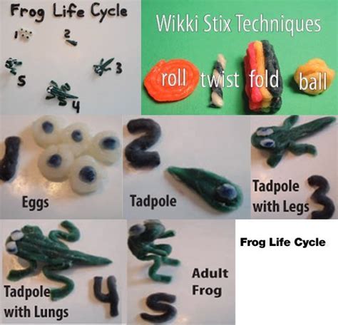 Frog Life Cycle | Wikki Stix