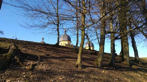 Nackte B Ume Auf Dem Feld Gegen Den Klaren Blauen Himmel Premium Foto