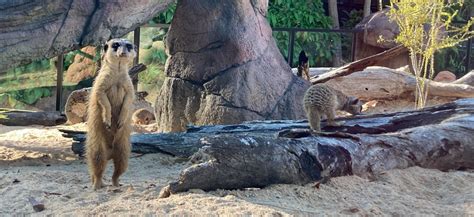 Meerkats Rockhampton Zoo