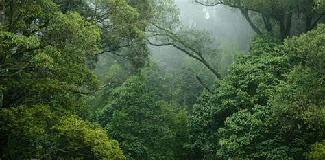 Lamazonie Nest Plus Le Poumon Vert De La Planète Rcf