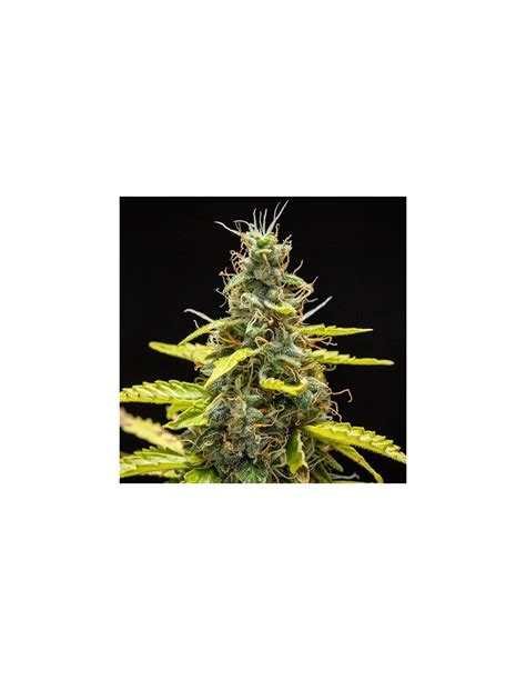 Royal Runtz Automatic Royal Queen Seeds Autoflorecientes