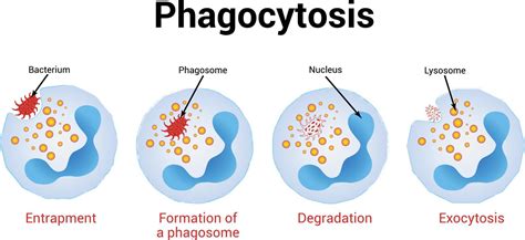 Phagocytosis Vector Illustration Medical Illustration Vector