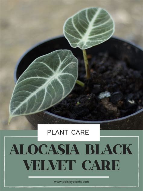 Alocasia Black Velvet Plant Care Guide Paisley Plants In Plant