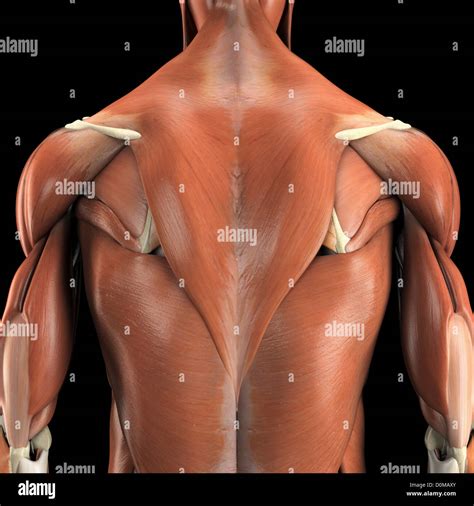 Anatomical Model Showing The Trapezius And Latissimus Dorsi Muscles