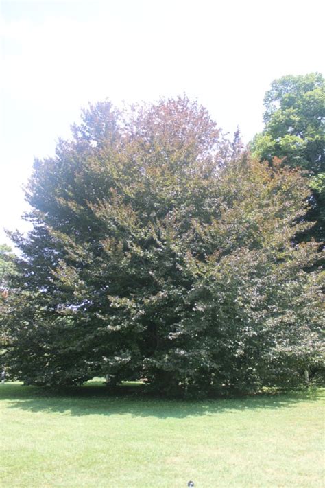 Fagus Sylvatica Atropunicea Copper Beech Purple Beach