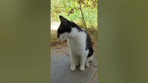 Котик зевает и мяукает Мяу 😻 Милые животные 🐆 Cat yawns and meow 🐈 Cute ...