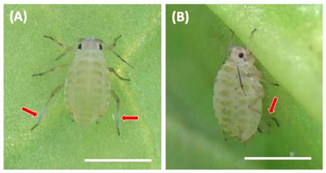 Assessment Of Aphidicidal Effect Of Entomopathogenic Fungi Against