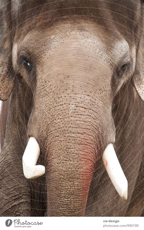 Asiatischer Elefant Ein Lizenzfreies Stock Foto Von Photocase