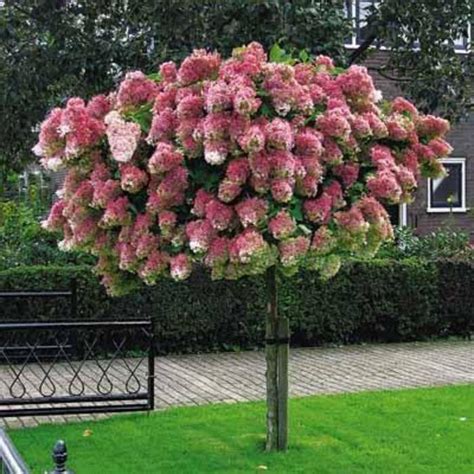 Vanilla Strawberry Hydrangea