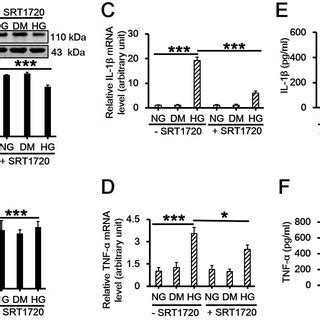 Effects Of SIRT1 Activator SRT1720 On The Expression And Or Release Of