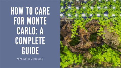 A care and info guide on the Monte Carlo Plant - AquariumStoreDepot