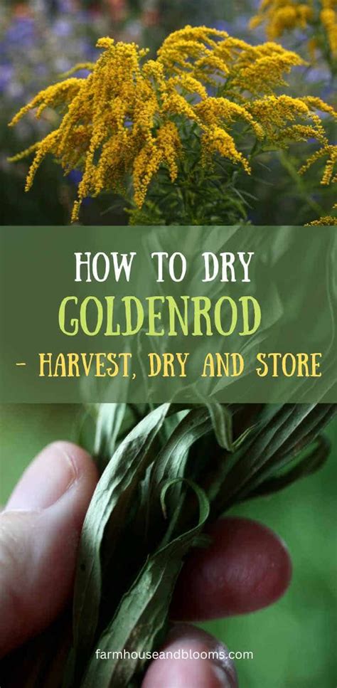 How To Dry Goldenrod Harvest Dry And Store Healing Plants