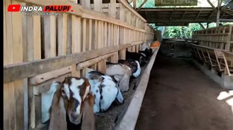 Pakan Ternak Penggemukan Kambing