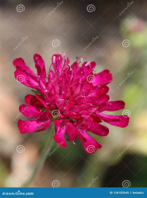 Deep Raspbery Pink Scabious Flowers Stock Image - Image of flora