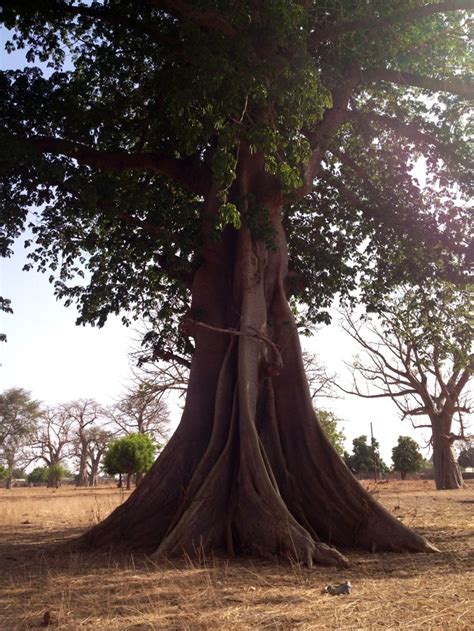 Un Grand Arbre De Sagesse Africaine Thiaré Sénégal Arboles