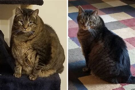 51 Amazing Cat Weight Loss Transformations Success Life Lounge