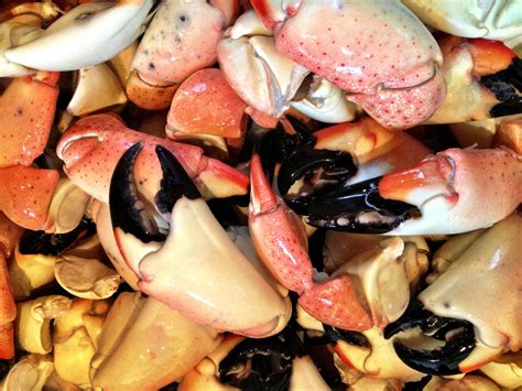 Stone Crab Season 2024 Florida Nat Laurie