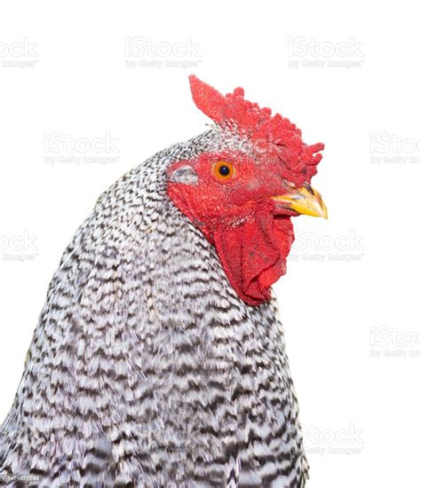 Portrait Of A Dominique Chicken Rooster Isolated Stock Photo - Download ...