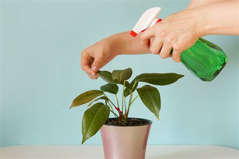 6 Care Tips For Indoor Plants