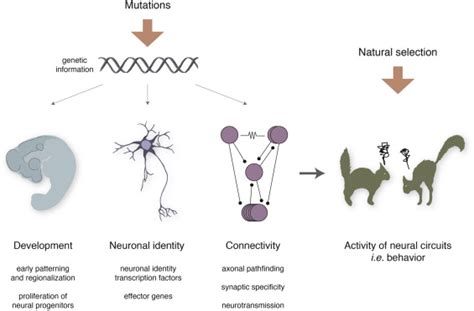 Four Types Of Neural Circuits And Describe Their Similarities ... 