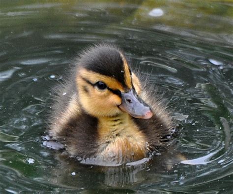 Baby Mallard Duck Flickr Photo Sharing