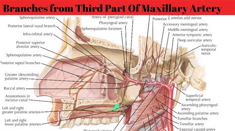 Branches From Third Part Of Maxillary Artery Anatomy Mbbs Education