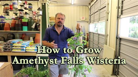 How To Grow Amethyst Falls Wisteria With A Detailed Description Youtube