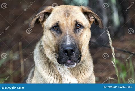 German Shepherd Shar Pei Mixed Breed Dog Outdoors On Leash Stock Photo