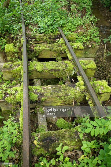 Stock Photo Old Narrow Gauge Railway Tracks Overgrown With Moss And