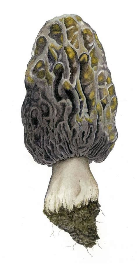 Black Morel Mushroom Morchella Elata Fine Art Print Of Original