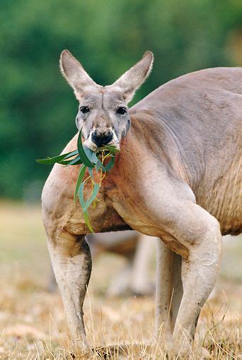 kangaroo strong | Australia animals, Australian native animals, Kangaroo