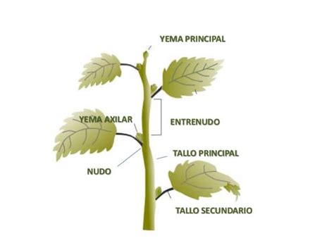 Las Plantas Mind Map