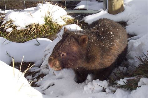 Filevombatus Ursinus Wombat In Snow Wikipedia