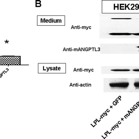 Angptl3 Cleavage Independent Effect On Lpl Cleavage The Hek293 Cells Download Scientific