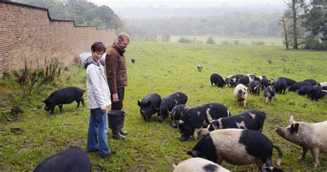 SBU professor featured in PBS documentary on pigs as food, friend or foe | TBR News Media