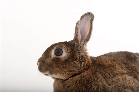 ANI031 00139 Joel Sartore