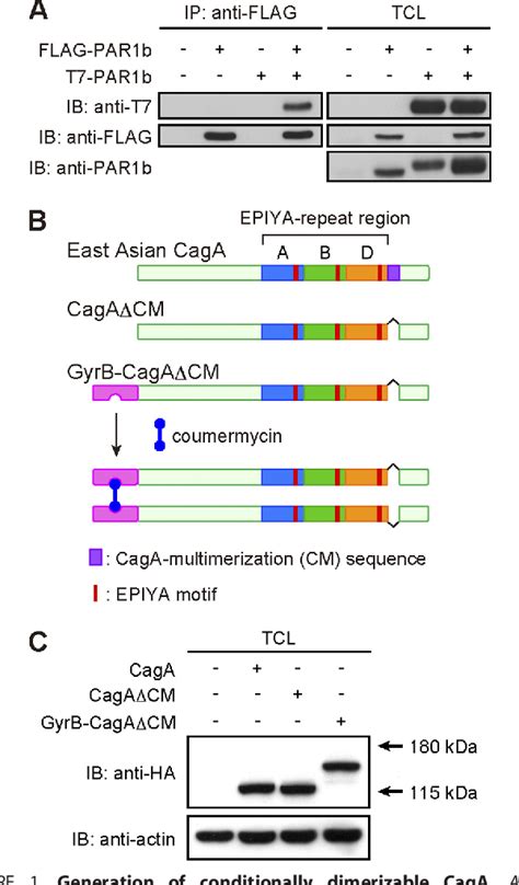 Figure From Potentiation Of Helicobacter Pylori Caga Protein