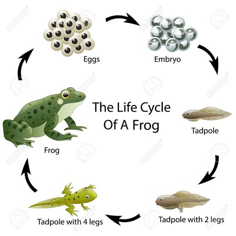 life cycle of a frog diagram - Rodger Maynard