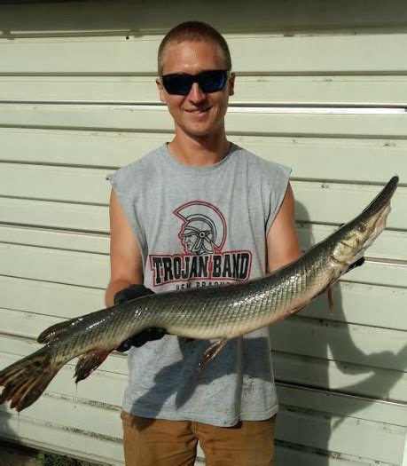 Shortnose Gar Bowfishing Association Of America