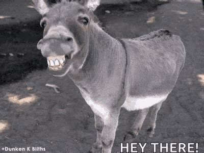 Smile Teeth GIF - Smile Teeth Donkey - Discover & Share GIFs