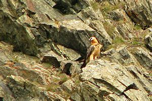 Bearded vulture Facts for Kids