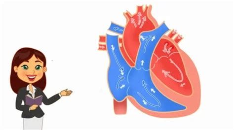 Heart Anatomy - Vector Cartoon - White ... | Stock Video | Pond5