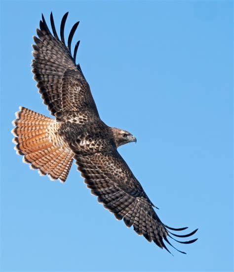 Hawk Identification - Everything you need to know - Birda